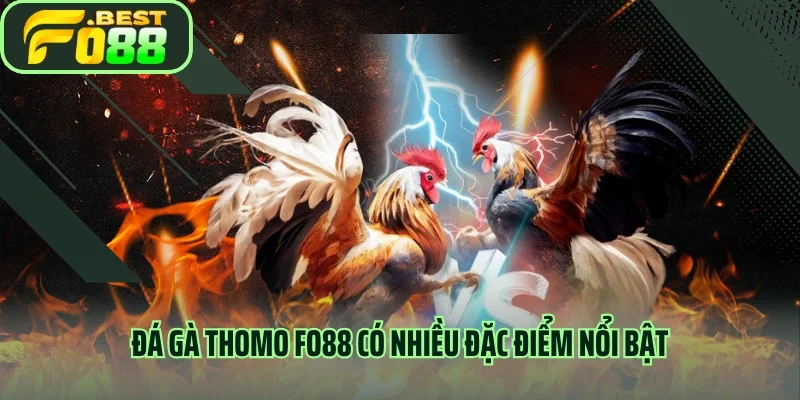 Đá gà thomo FO88 có nhiều đặc điểm nổi bật 